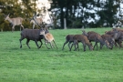 Der Platzhirsch (Cervus elaphus) bittet zum Schäferstündchen