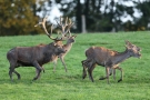 Der Platzhirsch (Cervus elaphus) bittet zum Schäferstündchen