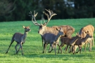 Der Platzhirsch (Cervus elaphus) bittet zum Schäferstündchen