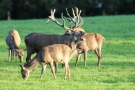 Röhrender Platzhirsch (Cervus elaphus) - Hirschbrunft im Wildwald Vosswinkel