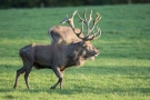 Platzhirsch (Cervus elaphus) im Wildwald Voßwinkel