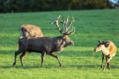 Der Platzhirsch (Cervus elaphus) bittet zum Schäferstündchen