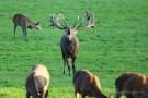 Röhrender Platzhirsch (Cervus elaphus)