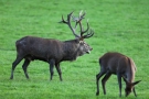 Platzhirsch (Cervus elaphus) im Wildwald Voßwinkel