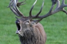 Röhrender Platzhirsch (Cervus elaphus) - Hirschbrunft im Wildwald Vosswinkel