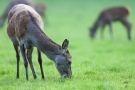 Äsende Hirschkuh (Cervus elaphus)