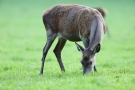 Äsende Hirschkuh (Cervus elaphus)