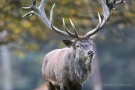 Platzhirsch (Cervus elaphus) im Wildpark Voßwinkel