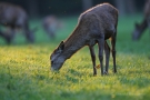 Äsendes Hirschkalb (Cervus elaphus)