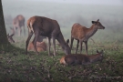 Hirschkühe (Cervus elaphus) beim Frühstück im Wildwald Vosswinkel