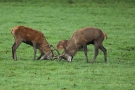 Kämpfende Hirsche (Cervus elaphus) im Wildwald Voßwinkel