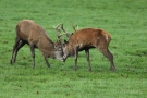 Kämpfende Hirsche (Cervus elaphus) im Wildwald Voßwinkel