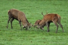 Kämpfende Hirsche (Cervus elaphus) im Wildwald Vosswinkel