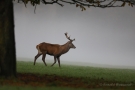 Hirsch (Cervus elaphus) im Morgennebel