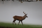 Hirsch (Cervus elaphus) im Morgennebel