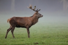 Hirsch (Cervus elaphus) im Morgennebel