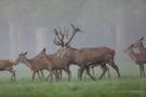 Platzhirsch (Cervus elaphus) mit Hirschkühen Im Wildwald Voßwinkel