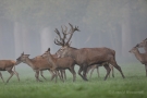 Platzhirsch (Cervus elaphus) mit Hirschkühen Im Wildwald Voßwinkel