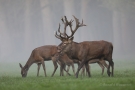 Platzhirsch (Cervus elaphus) mit Hirschkühen Im Wildwald Voßwinkel