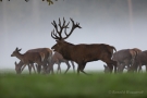 Platzhirsch (Cervus elaphus) mit Hirschkühen Im Wildwald Voßwinkel