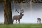 Platzhirsch (Cervus elaphus) im Morgendunst