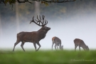 Platzhirsch (Cervus elaphus) im Morgendunst