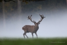 Platzhirsch (Cervus elaphus) im Morgendunst