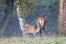 Säugende Hirschkuh (Cervus elaphus)