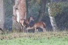 Säugende Hirschkuh (Cervus elaphus)