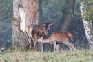 Säugende Hirschkuh (Cervus elaphus)