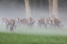 Hirschkühe (Cervus elaphus) im Morgennebel