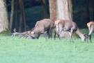 Der Platzhirsch (Cervus elaphus) nässt sich ein