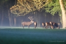 Platzhirsch (Cervus elaphus) mit Hirschkühen Im Wildwald Voßwinkel