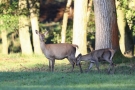 Hirschkuh (Cervus elaphus) mit Kalb
