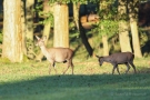 Hirschkuh (Cervus elaphus) mit Kalb