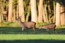 Hirschkuh (Cervus elaphus) mit Kalb