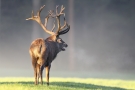 Platzhirsch (Cervus elaphus) im Morgendunst