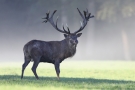 Platzhirsch (Cervus elaphus) im Morgendunst