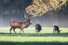 Platzhirsch (Cervus elaphus) mit Hirschkühen Im Wildwald Voßwinkel