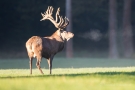 Platzhirsch (Cervus elaphus) im Wildwald Voßwinkel