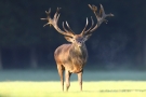 Platzhirsch (Cervus elaphus) im Wildwald Voßwinkel