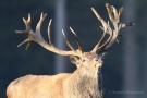 Platzhirsch (Cervus elaphus) im Wildwald Voßwinkel