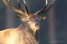 Platzhirsch (Cervus elaphus) im Wildwald Voßwinkel