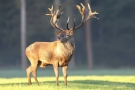 Platzhirsch (Cervus elaphus) im Wildwald Voßwinkel