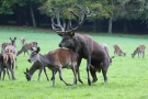 Hirschpaarung (Cervus elaphus) im Wildwald Voßwinkel