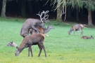 Hirschpaarung (Cervus elaphus) im Wildwald Voßwinkel