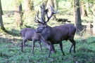 Platzhirsch (Cervus elaphus) mit Hirschkühen Im Wildpark Voßwinkel