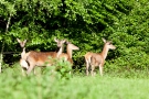 Hirsche (Cervus elaphus) auf Wildwiese im Hürtgenwald