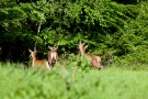 Hirsche (Cervus elaphus) auf Wildwiese im Hürtgenwald