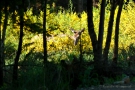 Hirsch (Cervus elaphus) frisst Ginster im Hürtgenwald